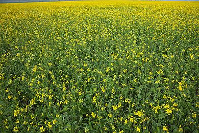 女巫传说题材《Reka》2024年第二季度进入抢先体验