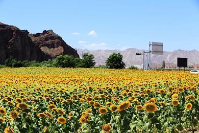 Steam新一周销量榜 《艾尔登法环》六连冠